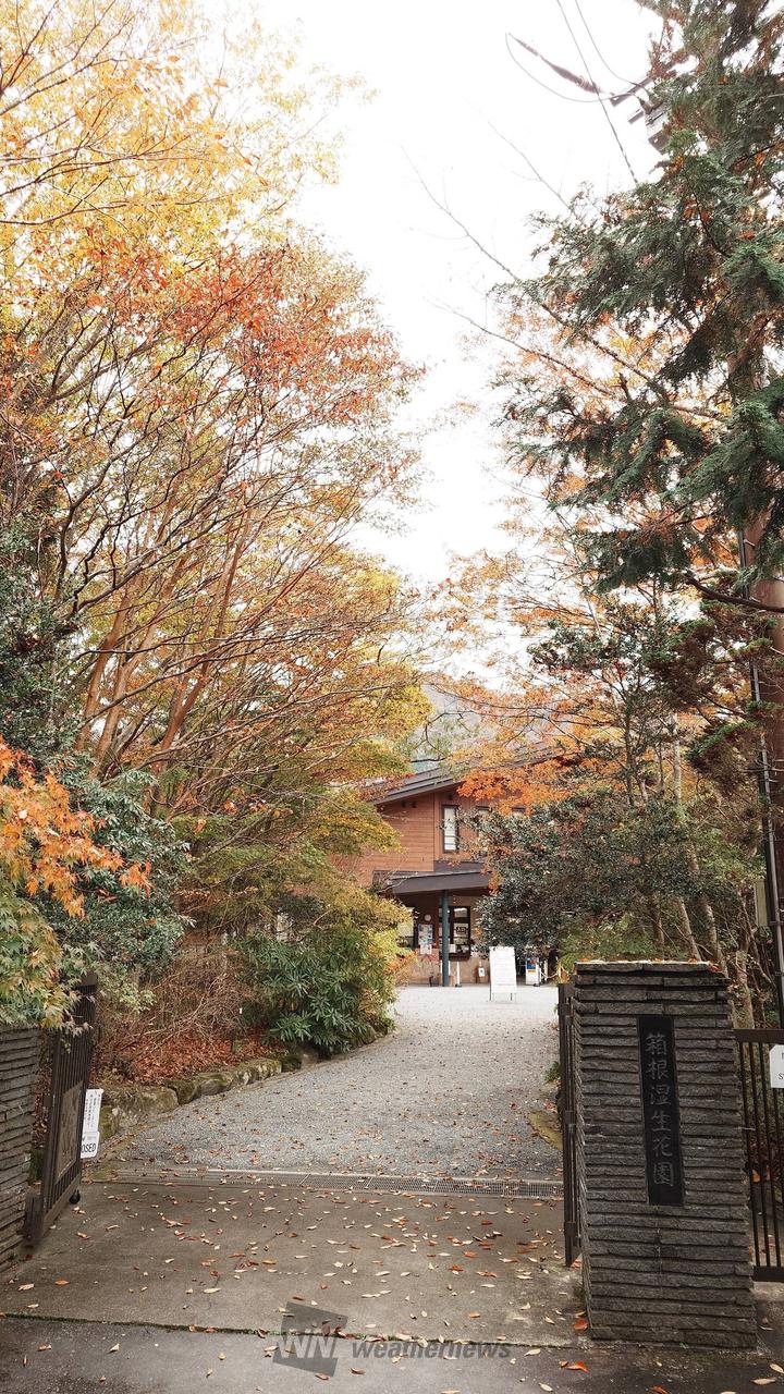 箱根湿生花園(kanagawa)の紅葉見頃情報 - 紅葉Ch. | dメニュー天気