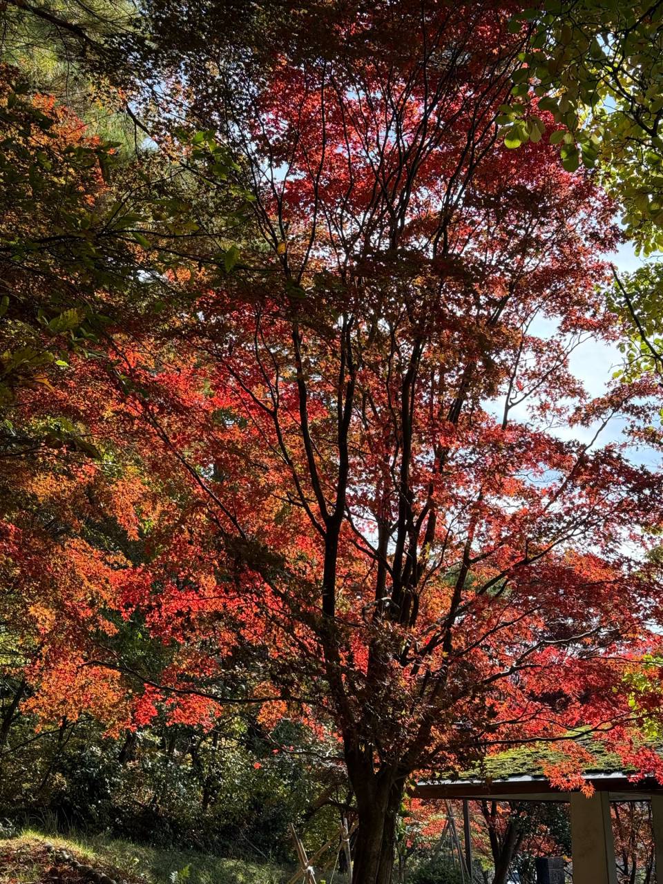 荒川峡もみじラインの紅葉情報【2025】 - ウェザーニュース