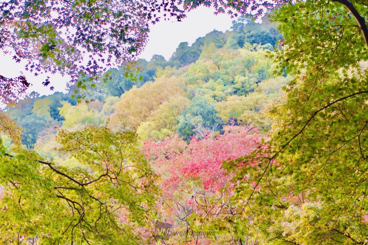 八瀬もみじの小径の紅葉情報【2024】 - ウェザーニュース