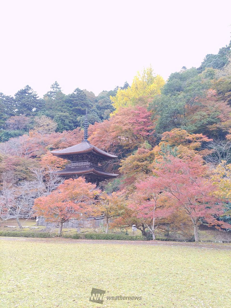 金剛院の紅葉情報【2024】 - ウェザーニュース