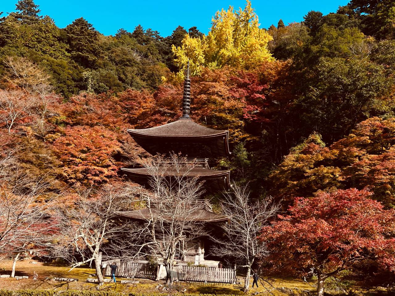 金剛院の紅葉情報【2024】 - ウェザーニュース