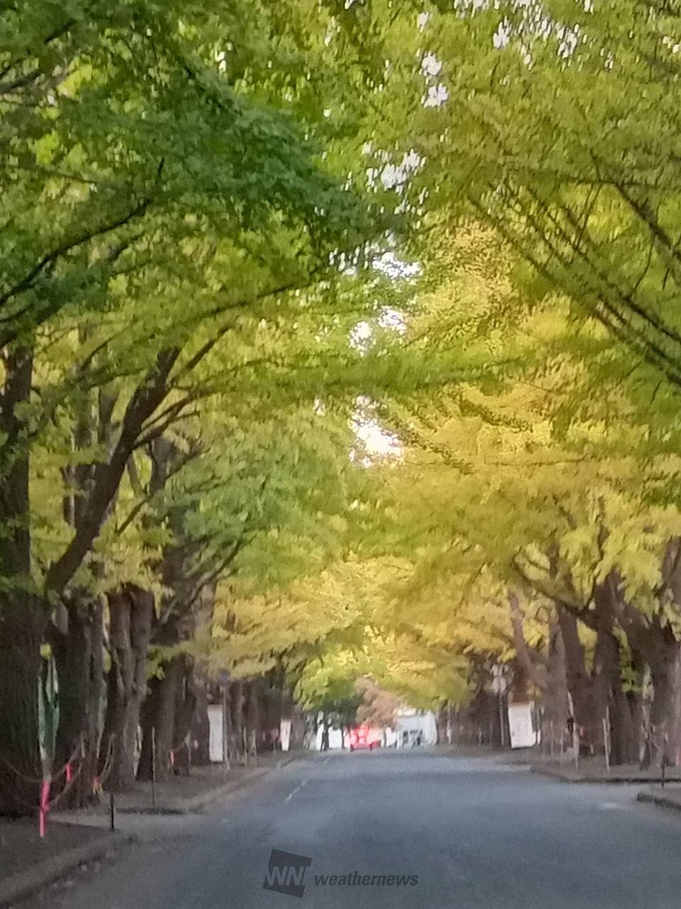 北海道大学イチョウ並木(hokkaido)の紅葉見頃情報 - 紅葉Ch. | d