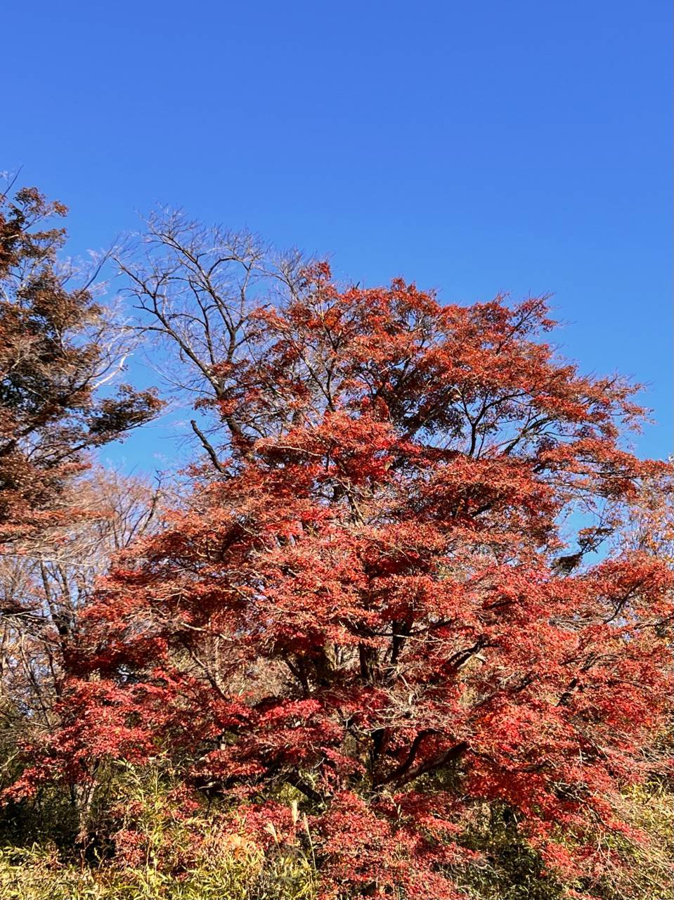 赤城山(山頂・大沼付近)の紅葉情報【2024】 - ウェザーニュース