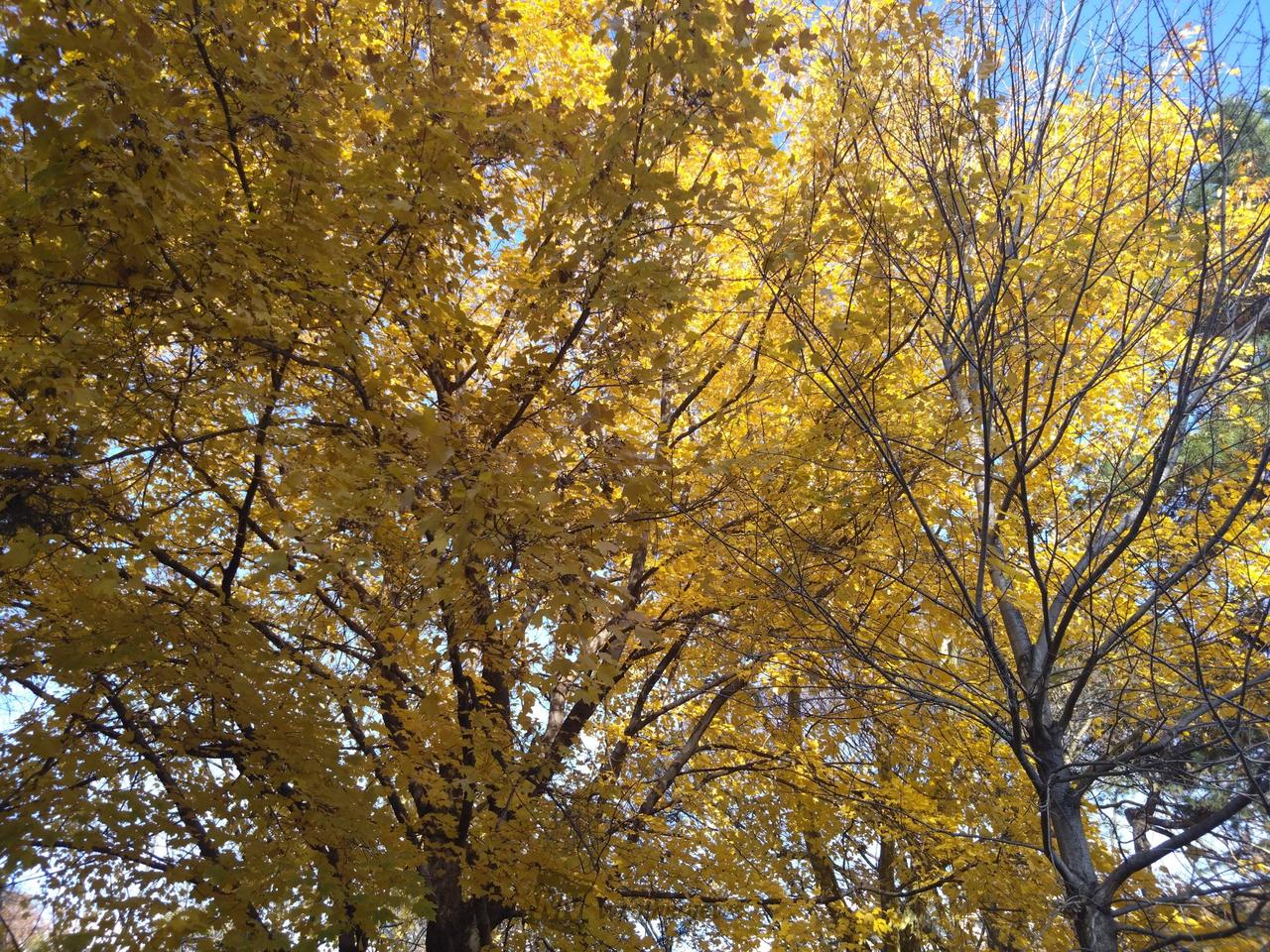 イチョウの木 北海道大学イチョウ並木(hokkaido)の紅葉見頃情報 - 紅葉Ch. | d