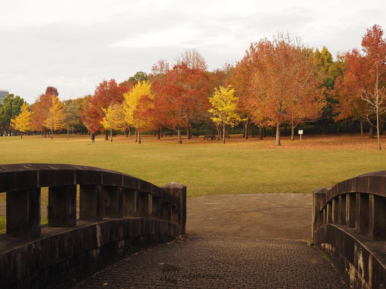 千葉県立北総花の丘公園(chiba)の紅葉見頃情報 - 紅葉Ch. | d