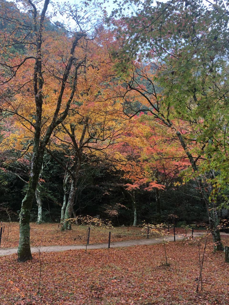 佛通寺の紅葉情報【2024】 - ウェザーニュース