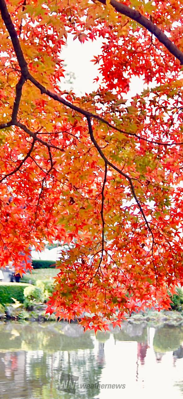もみじ公園(yamagata)の紅葉見頃情報 - 紅葉Ch. | dメニュー天気