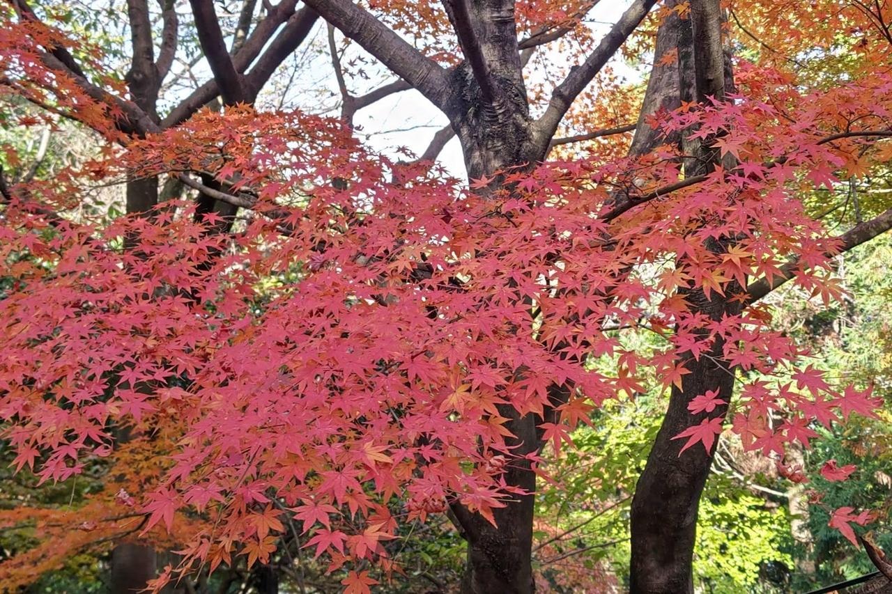 紅葉ページ インクライン 紅葉