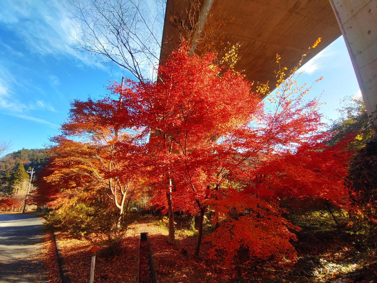 紅葉☆ 不退寺の紅葉、クライマックス - YouTube
