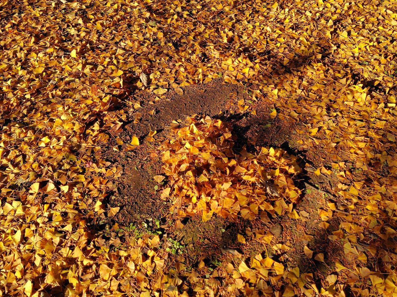 月の石もみじ公園(上長瀞)の紅葉情報【2025】 - ウェザーニュース