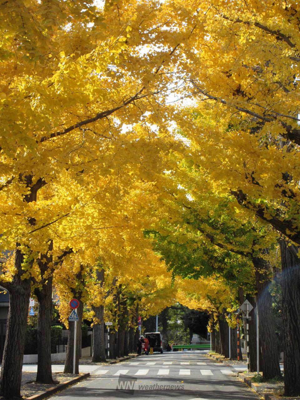 『秋の銀杏並木』 葛飾区】区内で美しく紅葉した銀杏並木を堪能！ 周辺には子連れ