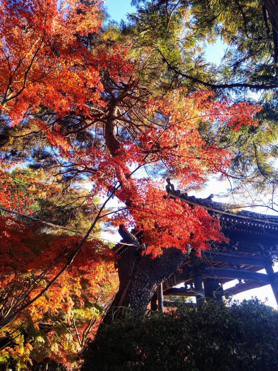 紅葉ページ 0071-紅葉 | 冊子・同人誌印刷｜booknext