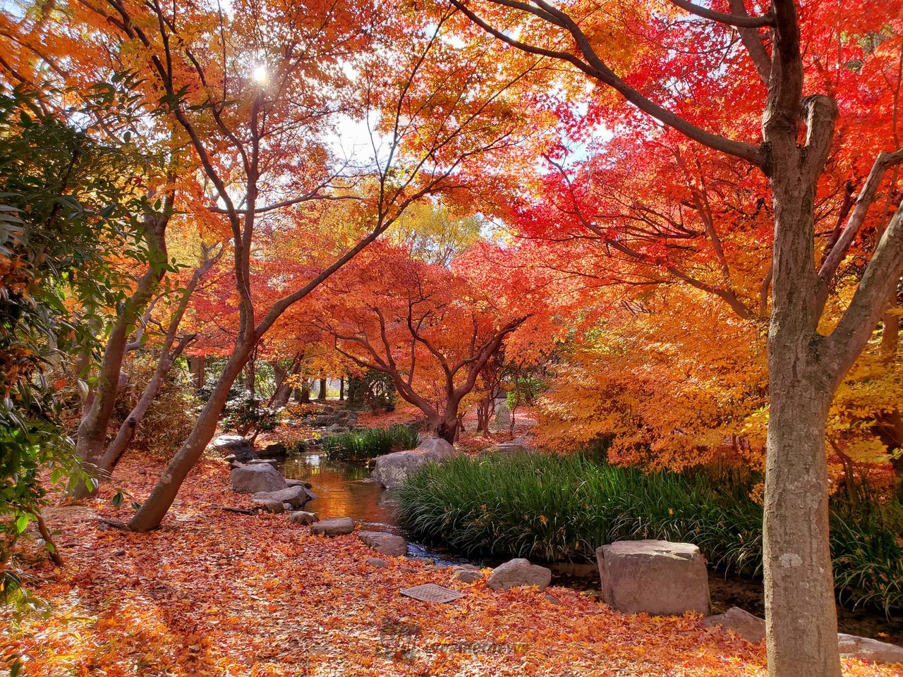 梅小路公園の紅葉情報【2024】 - ウェザーニュース