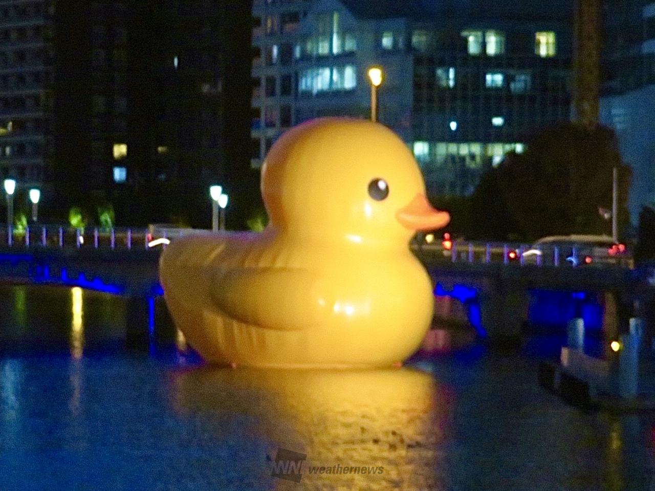 大きな黄色いアヒルちゃんが堂島川に帰って | 大阪府大阪市北区 | あめ