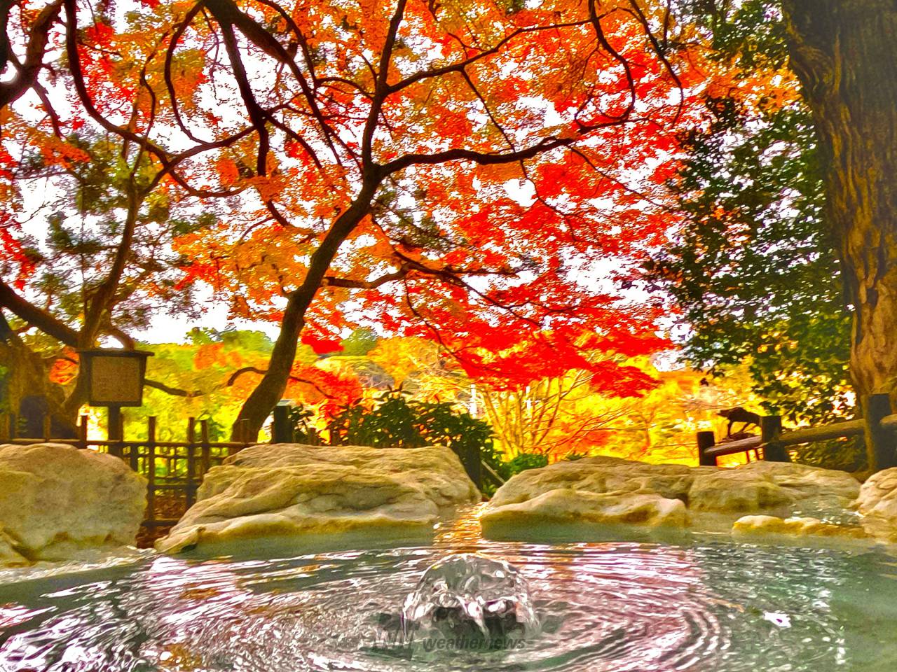 偕楽園（もみじ谷）の紅葉情報【2024】 - ウェザーニュース