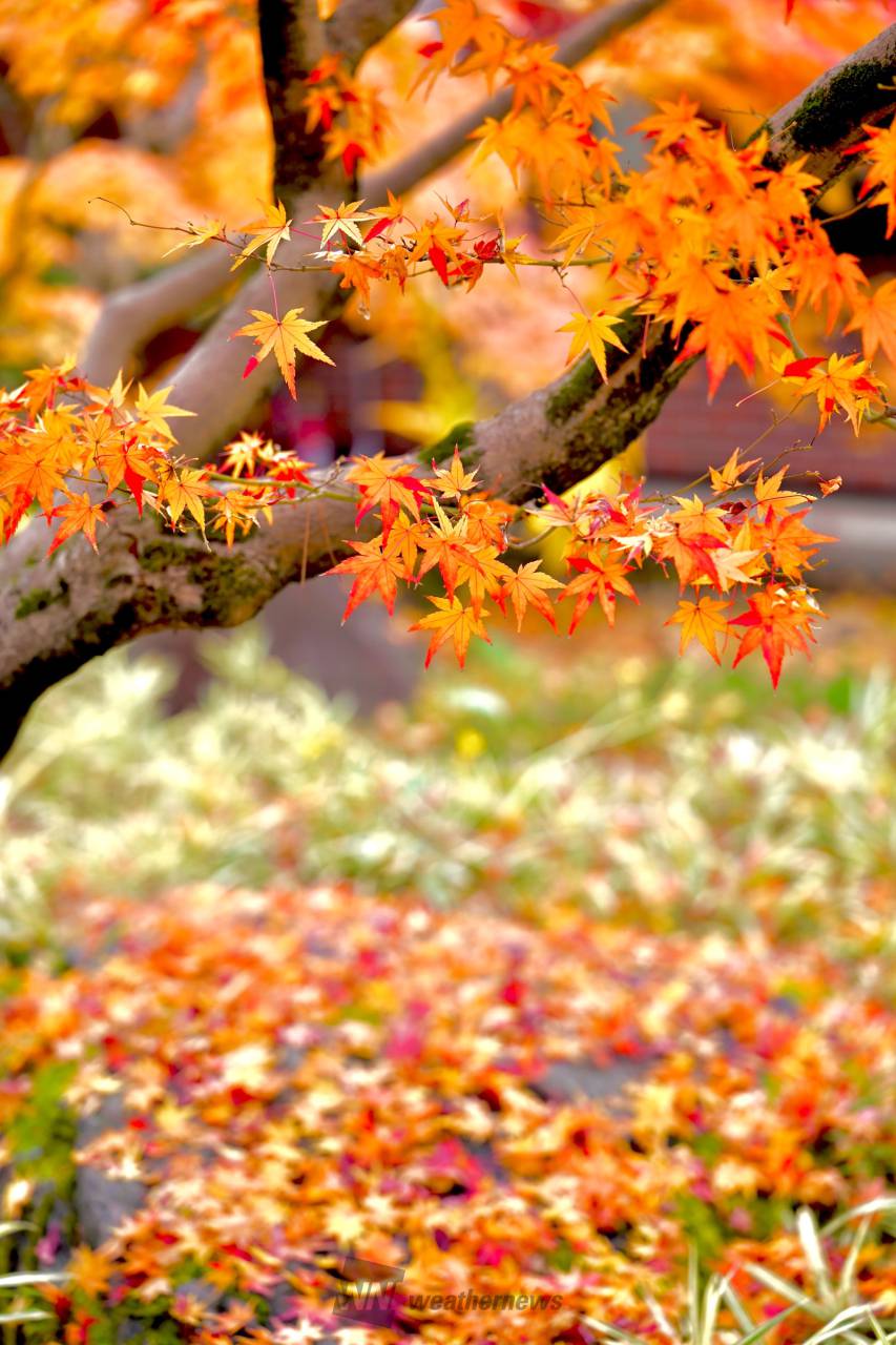 石橋文化センター(fukuoka)の紅葉見頃情報 - 紅葉Ch. | d
