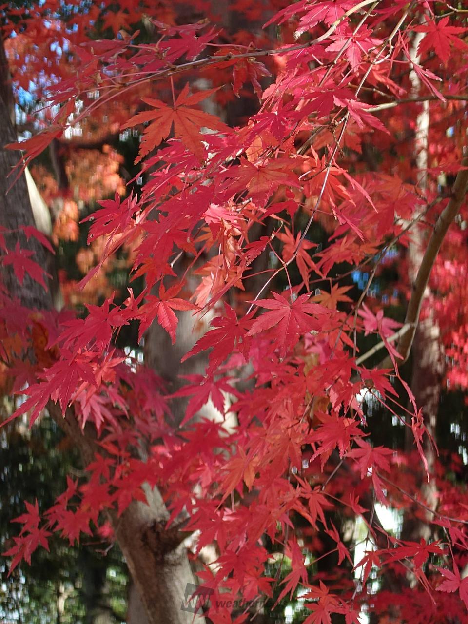 げこちゃん！網掛 吹寄 紅葉 松葉 佐々木 昭楽 水指 四方桟 d193 2013年紅葉名所巡り（2） 千畳敷カールの紅葉絶景と木曽駒ケ岳