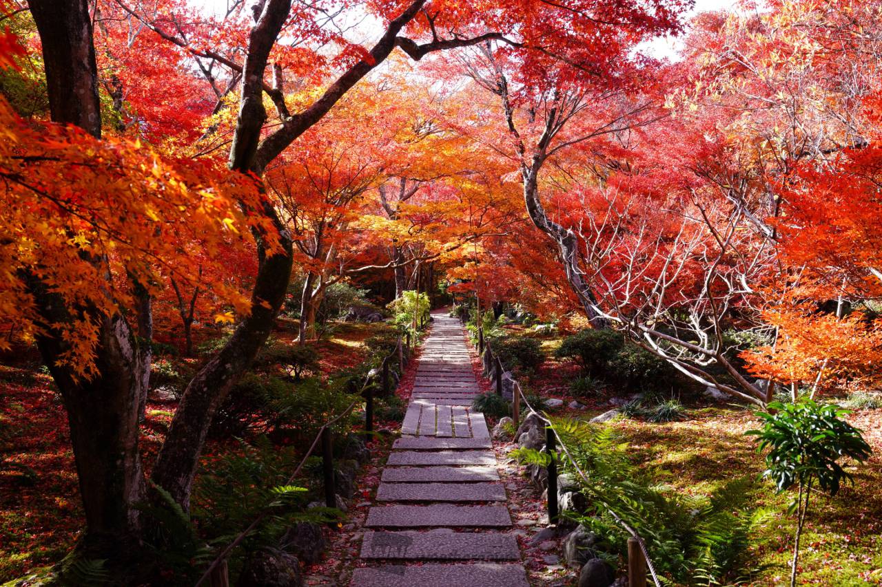 宝筐院(嵯峨野)の紅葉情報【2024】 - ウェザーニュース