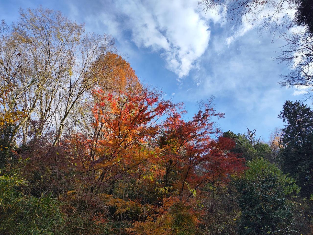 紅葉☆ 京都府木津川市の海住山寺の紅葉 11月27日分3-1。 : 風景写真家