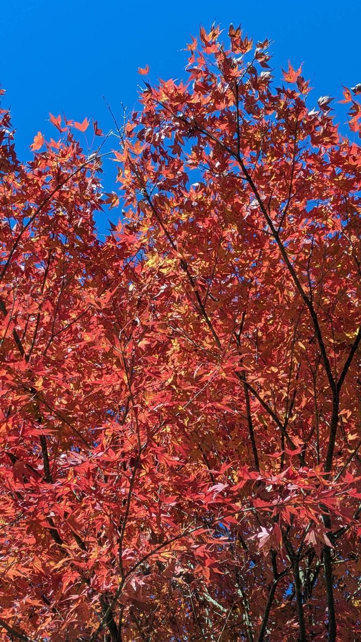 花貫渓谷(ibaraki)の紅葉見頃情報 - 紅葉Ch. | dメニュー天気