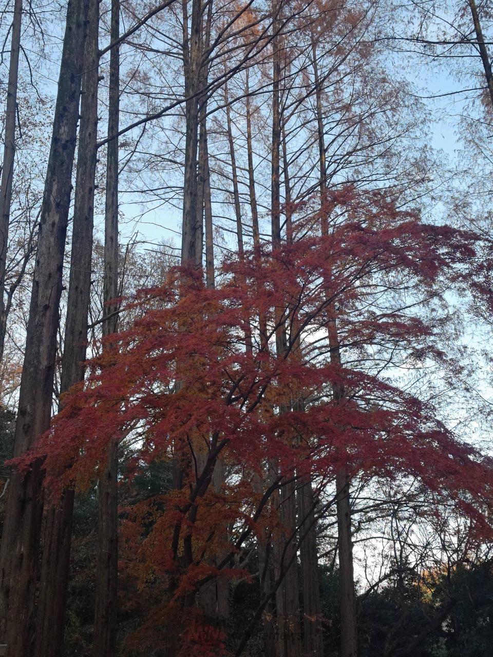 紅葉☆ 京都府木津川市の海住山寺の紅葉 11月27日分3-1。 : 風景写真家