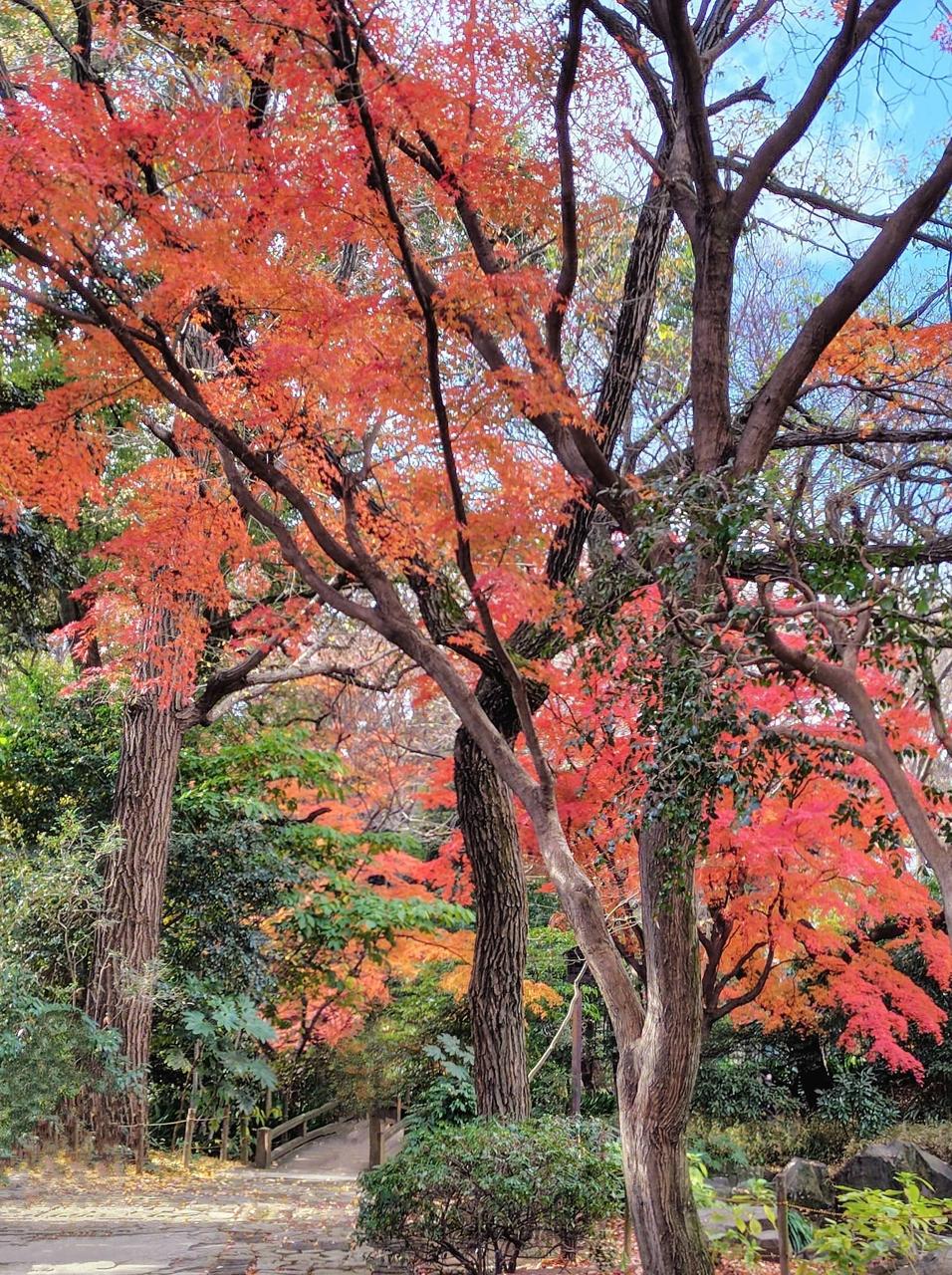 名主の滝公園の紅葉情報【2024】 - ウェザーニュース