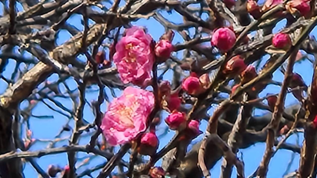 梅咲いた