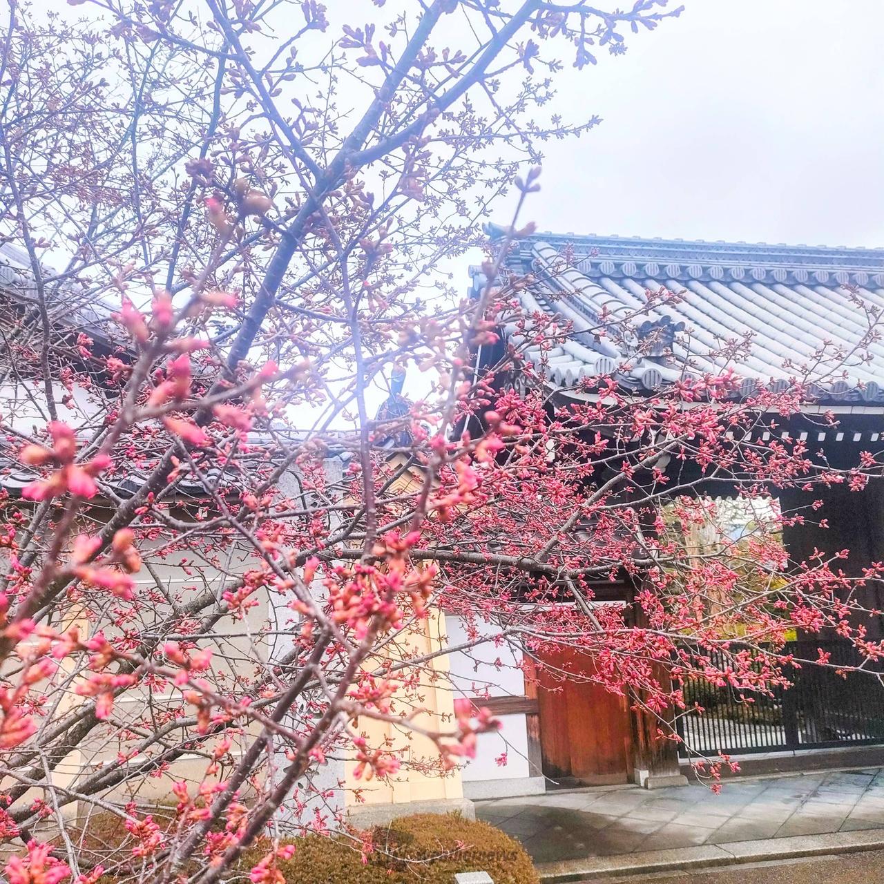 長徳寺🙏 おかめ桜も蕾が膨らんでます。 | 京都府京都市左京区 | かにく🍎🌸 | ウェザーニュース