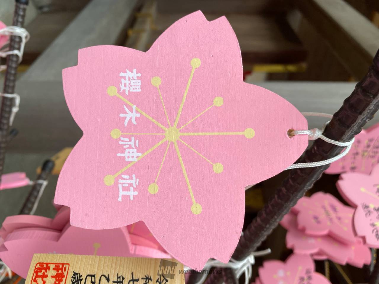 さくらリポート | さくら開花情報 - ウェザーニュース