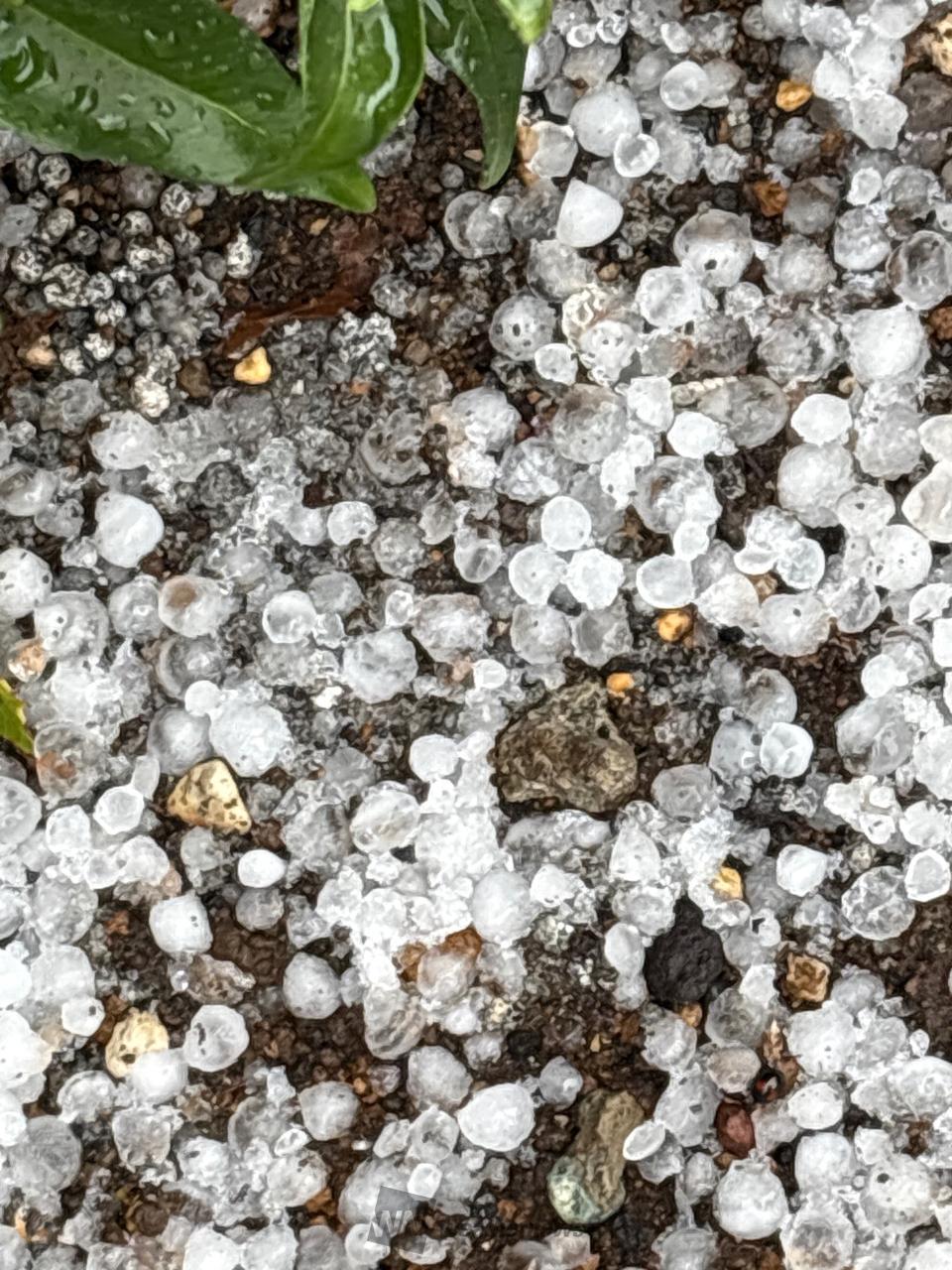希少気象天然の雹ひょう千葉・茨城産落ちたてホヤホヤ厳選採集