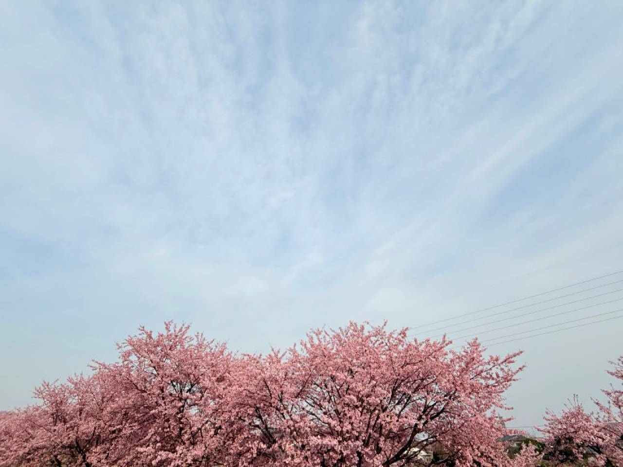 北浅羽桜堤公園の花見・桜情報【2025】｜ウェザーニュース
