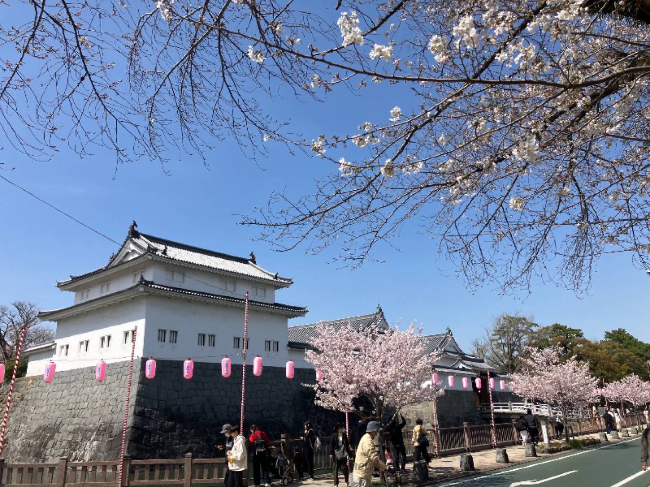 さくらリポート | さくら開花情報 - ウェザーニュース