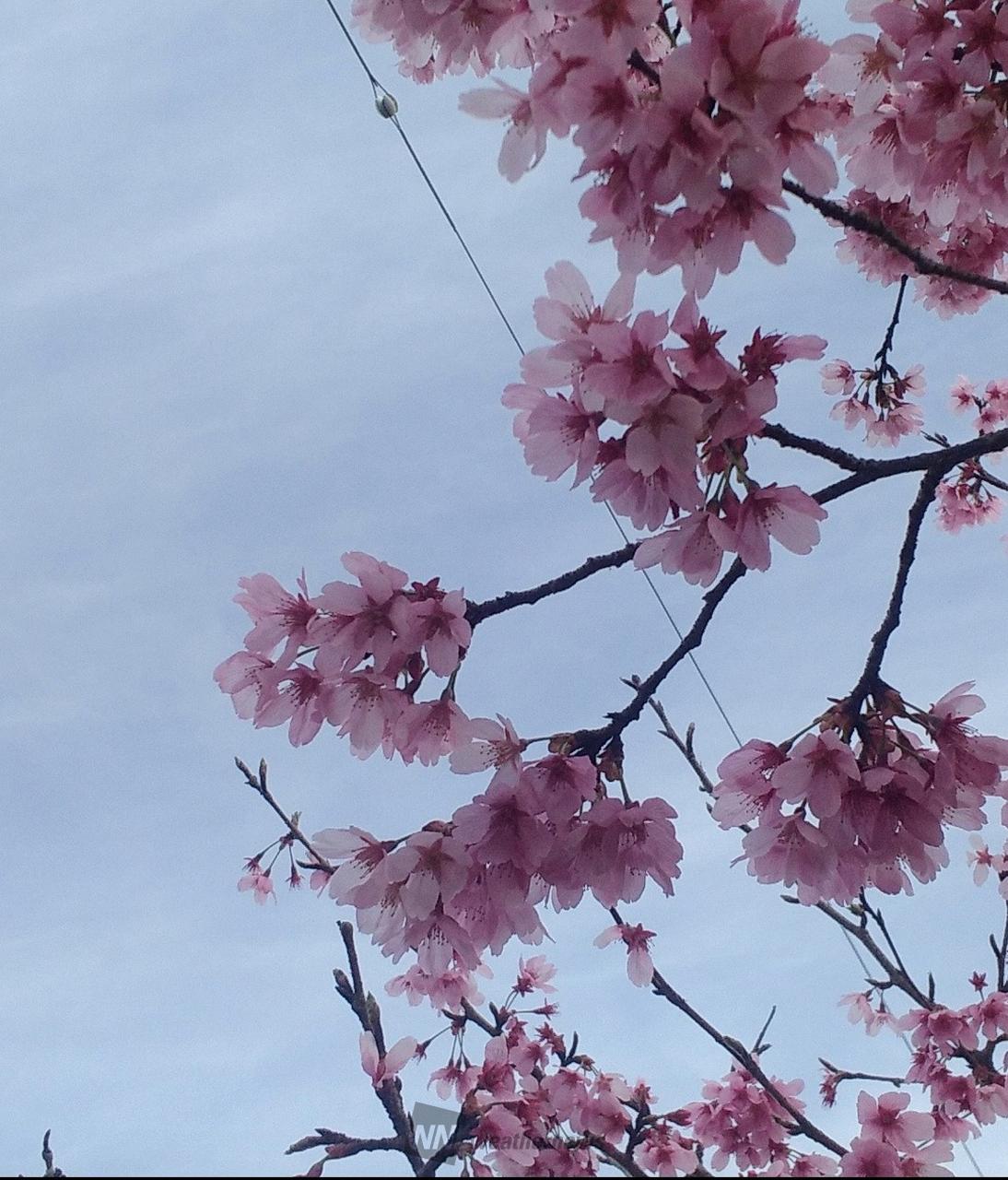 北方向には🚩 淡い水色のお空🎨 | 岐阜県大垣市 | 桜