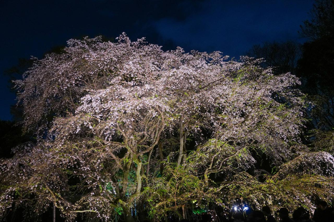 しだれ桜(六義園)水彩画 木製フレーム付き 六義園の第2のしだれ桜 | GANREF