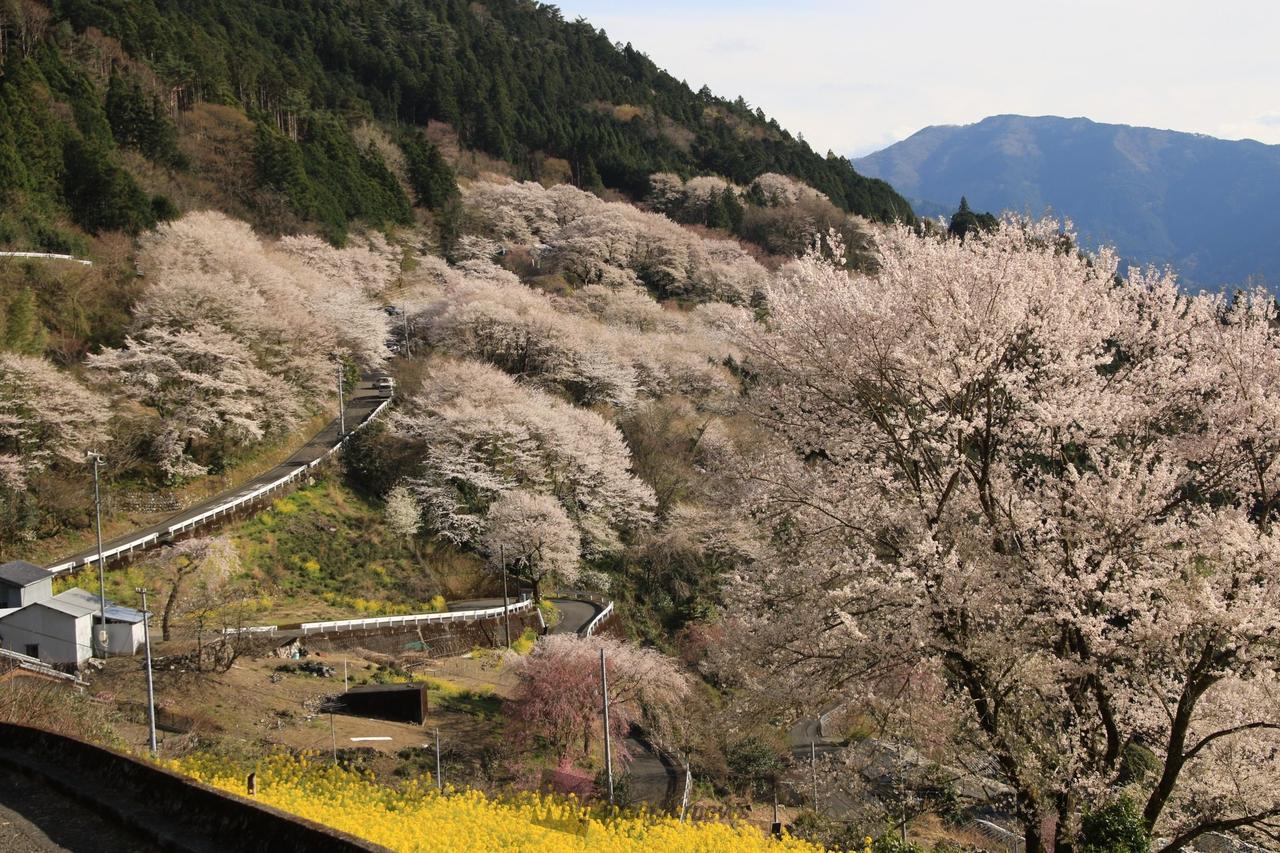 桜 サクラクレパス ミックスライン ソフト蛍光ピンク | 文房具