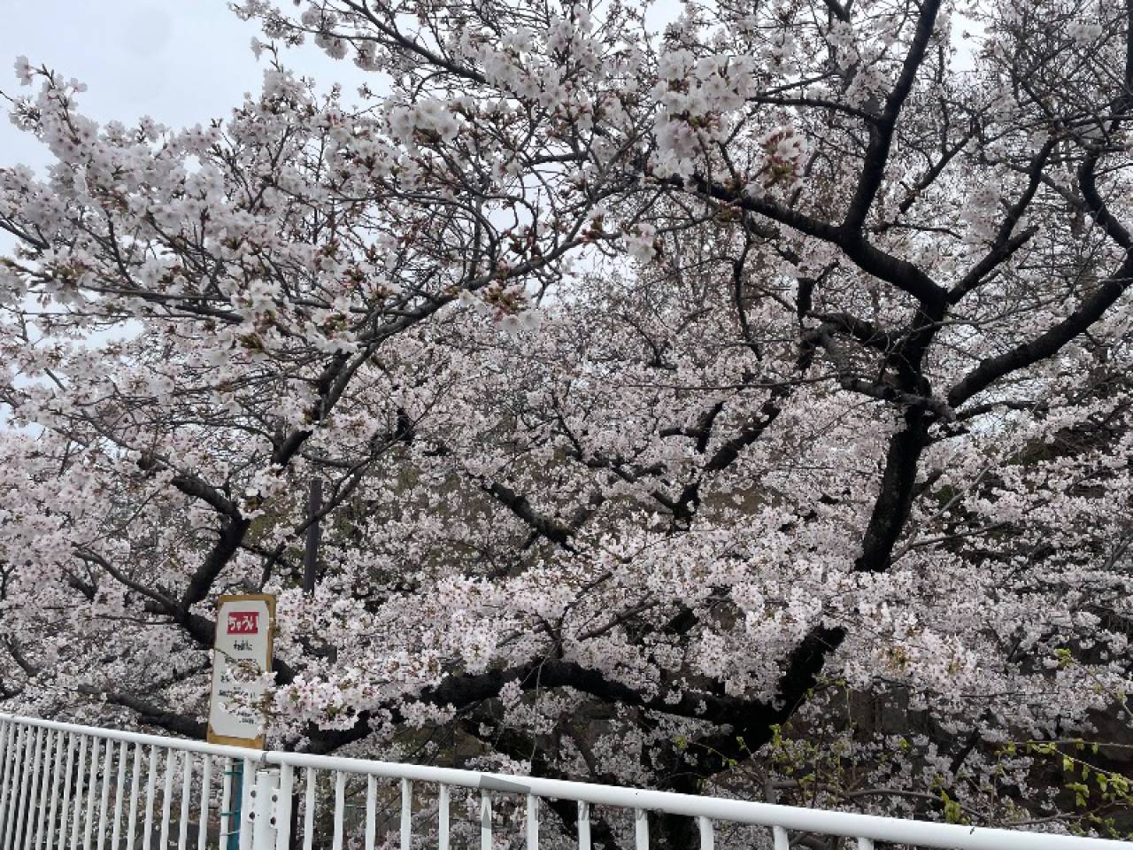 さくらリポート | さくら開花情報 - ウェザーニュース