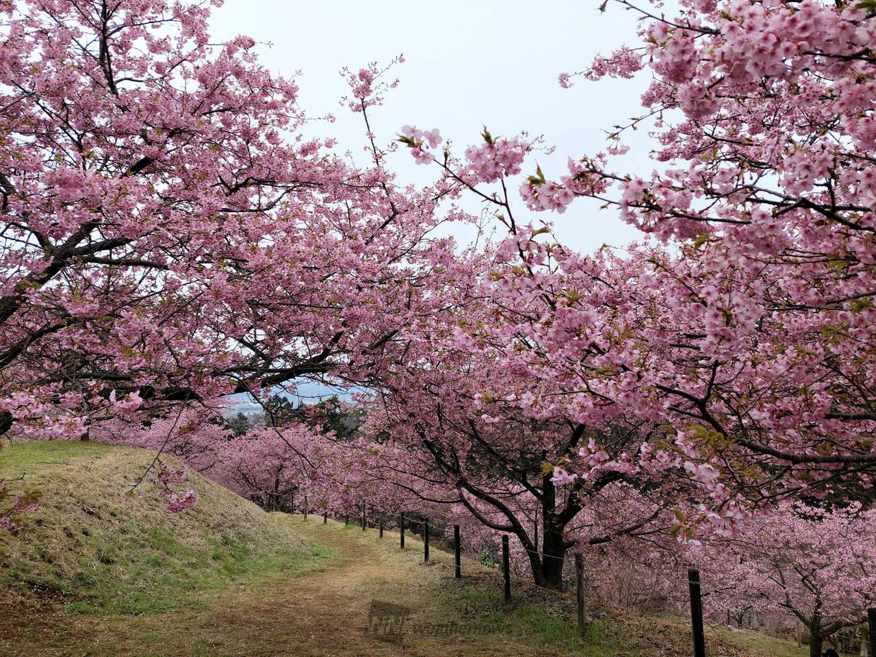 さくらリポート | さくら開花情報 - ウェザーニュース
