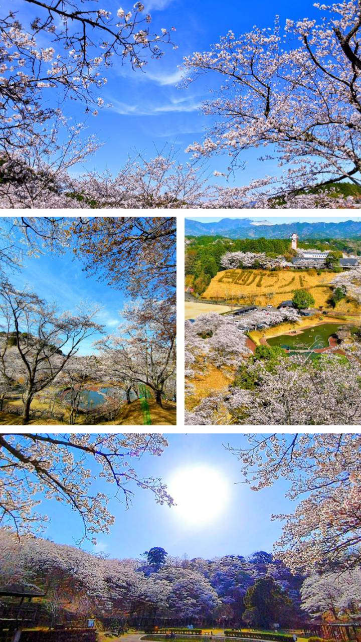 吉四六ランドの花見・桜情報【2025】｜ウェザーニュース