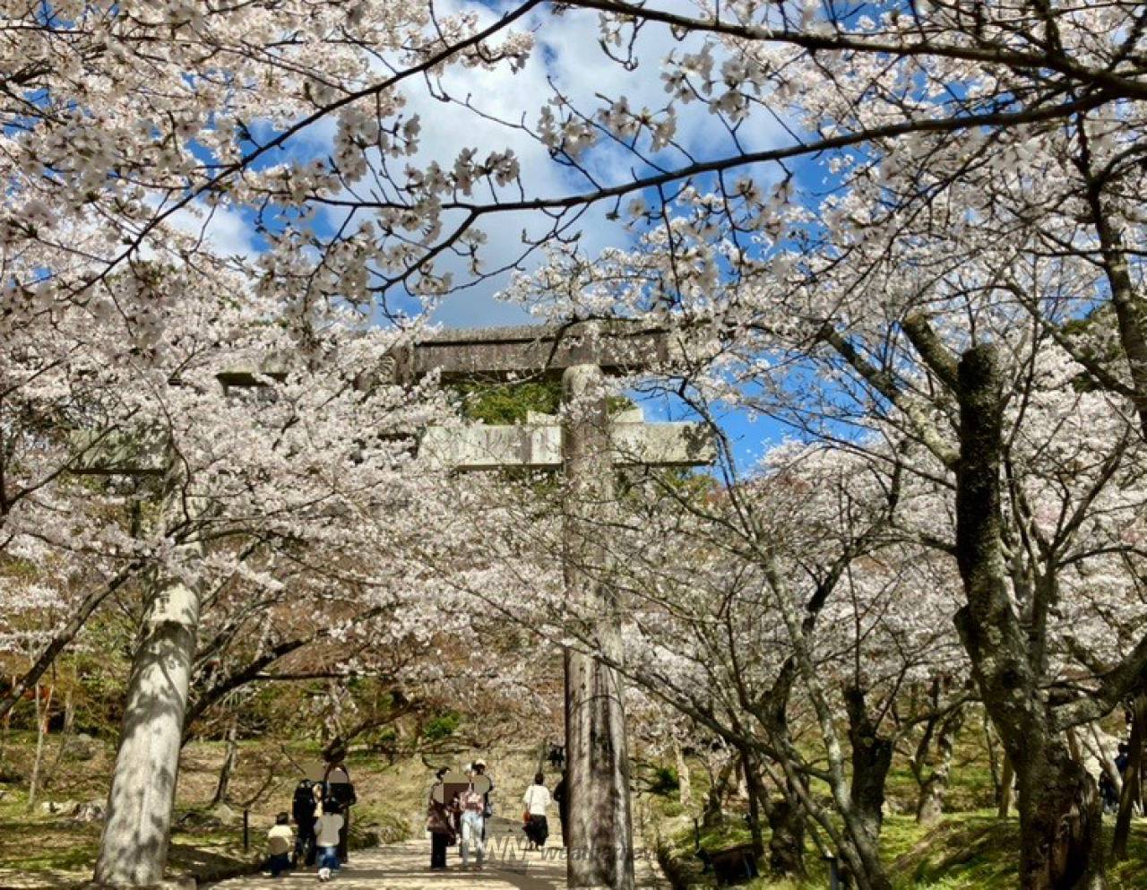 お花見 maxresdefault.jpg