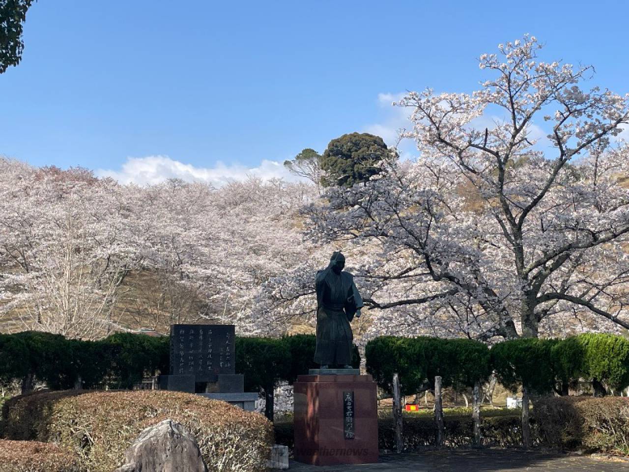 吉四六ランドの花見・桜情報【2025】｜ウェザーニュース