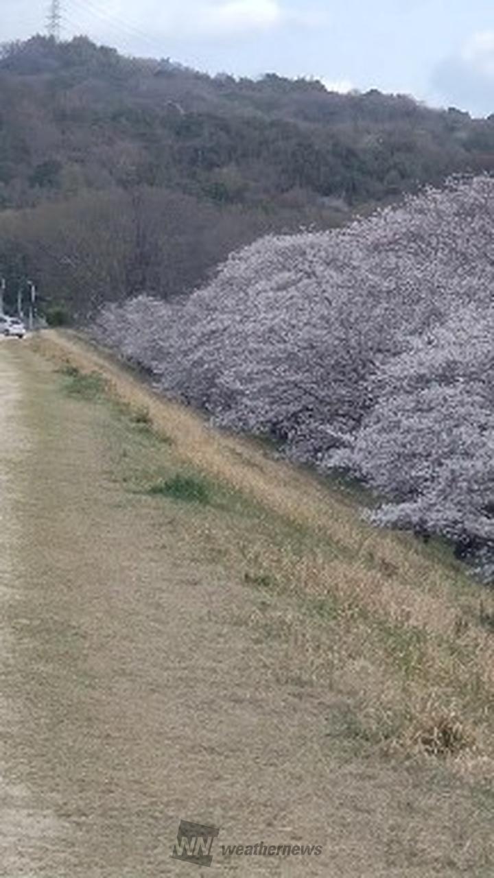さくらリポート | さくら開花情報 - ウェザーニュース