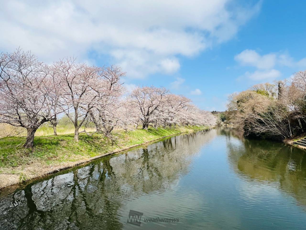 桜花 可憐なピンク色の花～桜山公園河津桜の開花情報～／藤岡市
