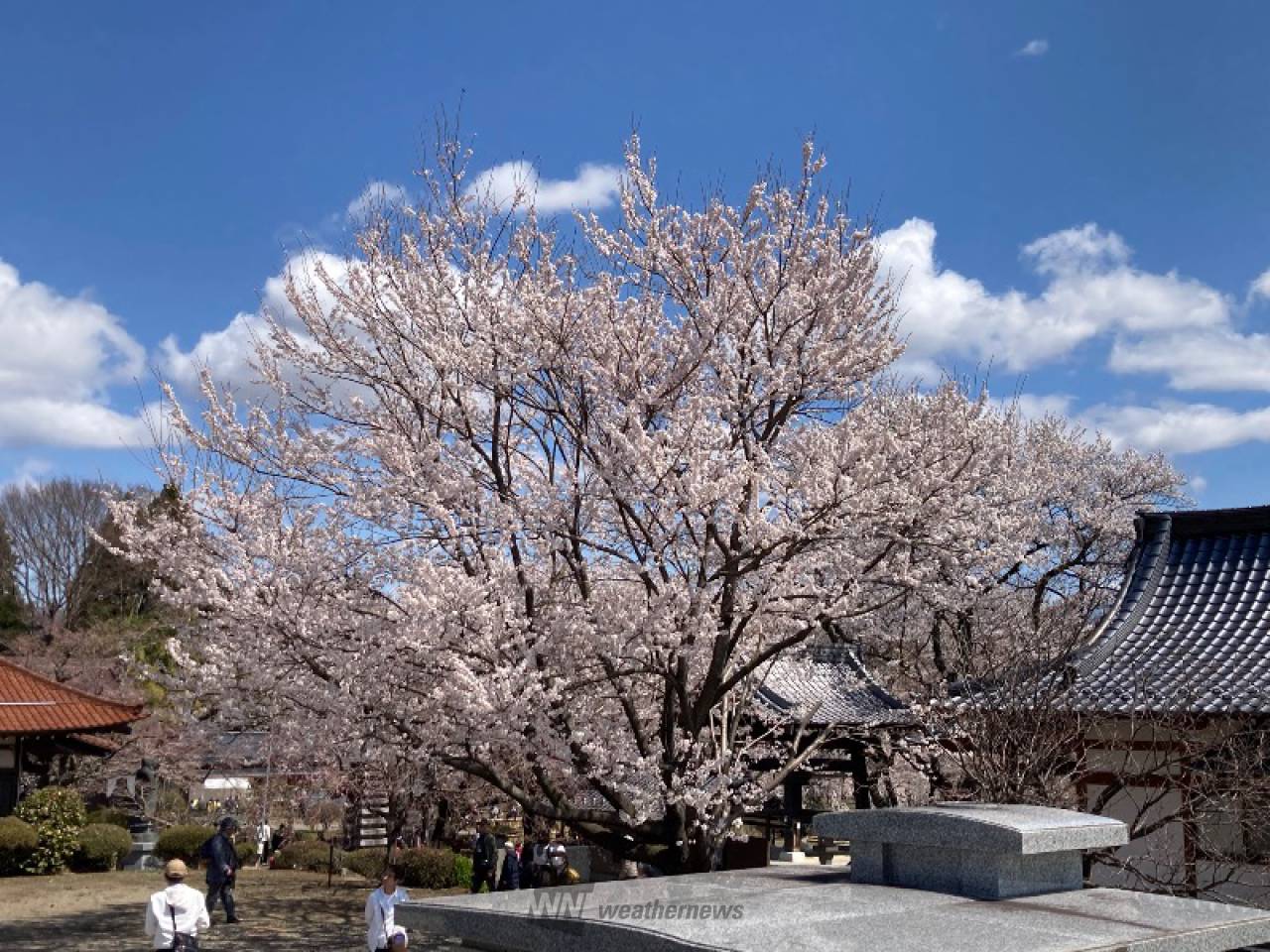 さくらリポート | さくら開花情報 - ウェザーニュース