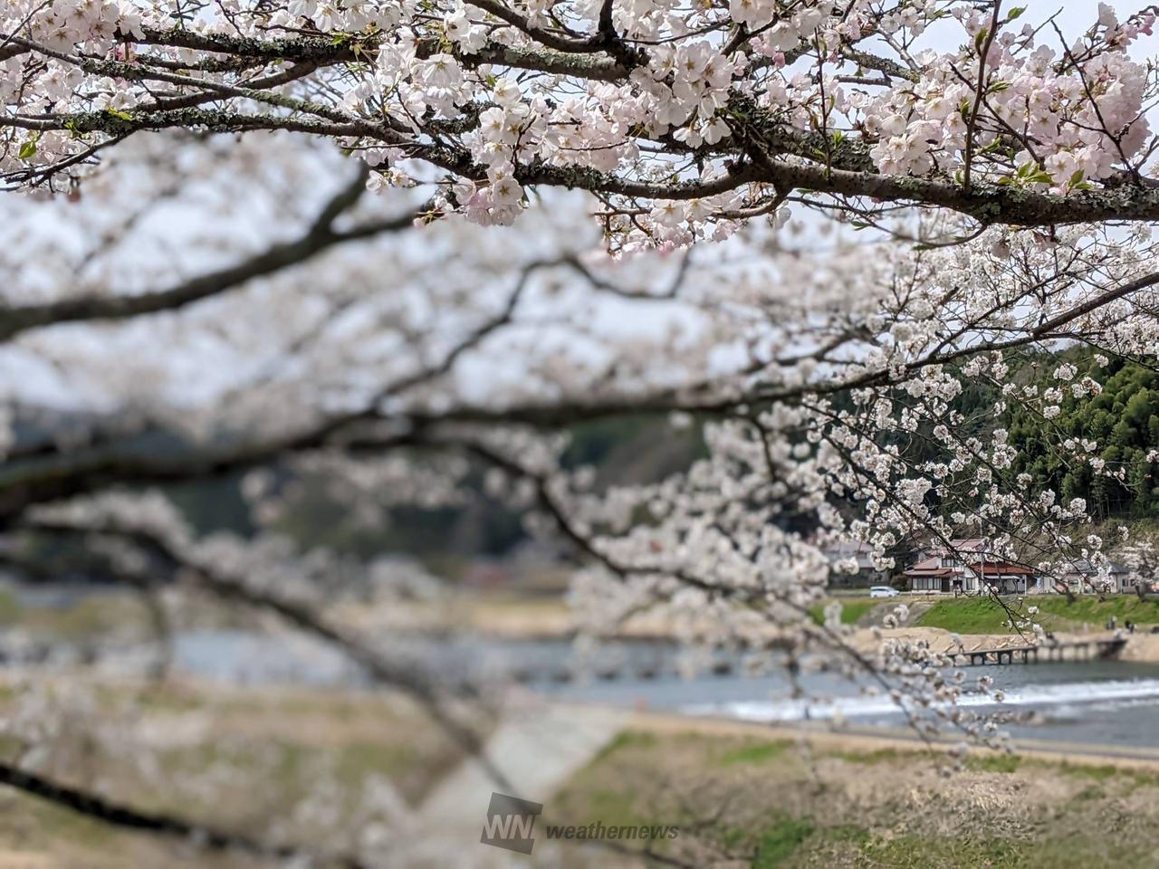 斐伊川堤防桜並木の花見・桜情報【2025】｜ウェザーニュース
