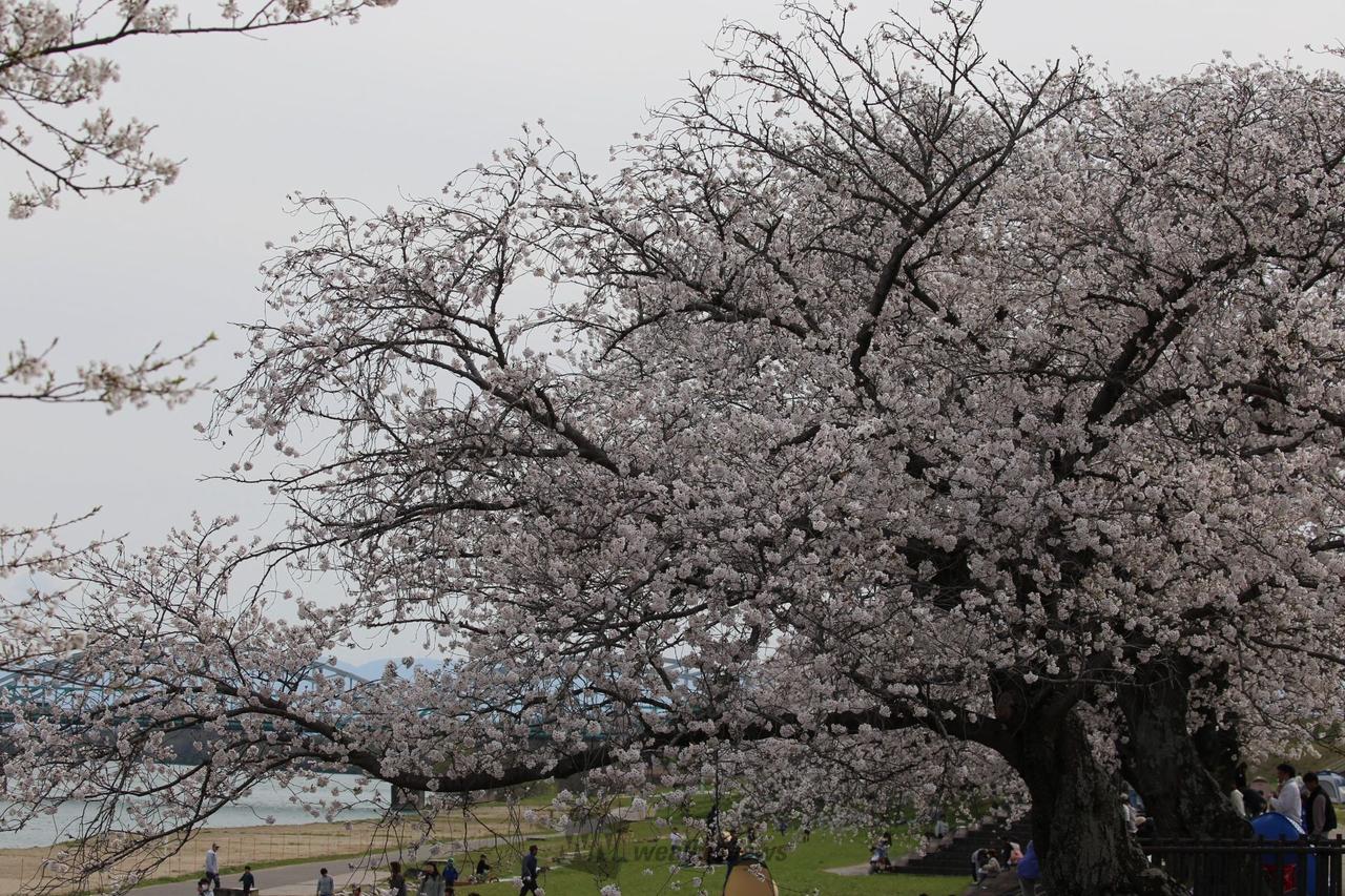 さくらリポート | さくら開花情報 - ウェザーニュース