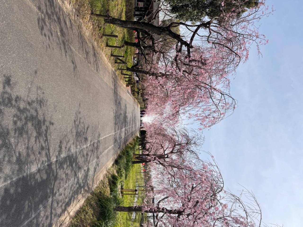 さくらリポート | さくら開花情報 - ウェザーニュース