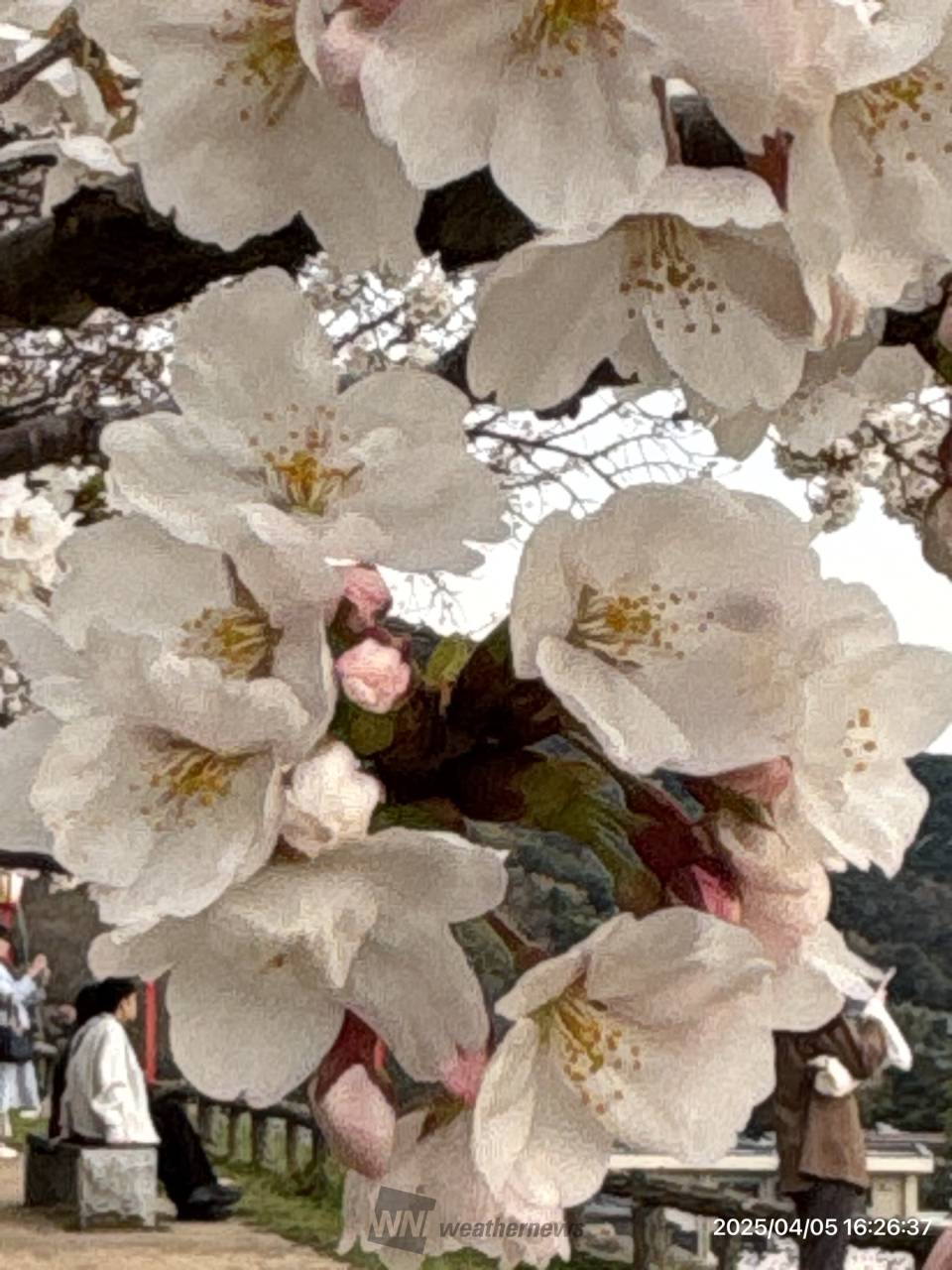 さくらリポート | さくら開花情報 - ウェザーニュース