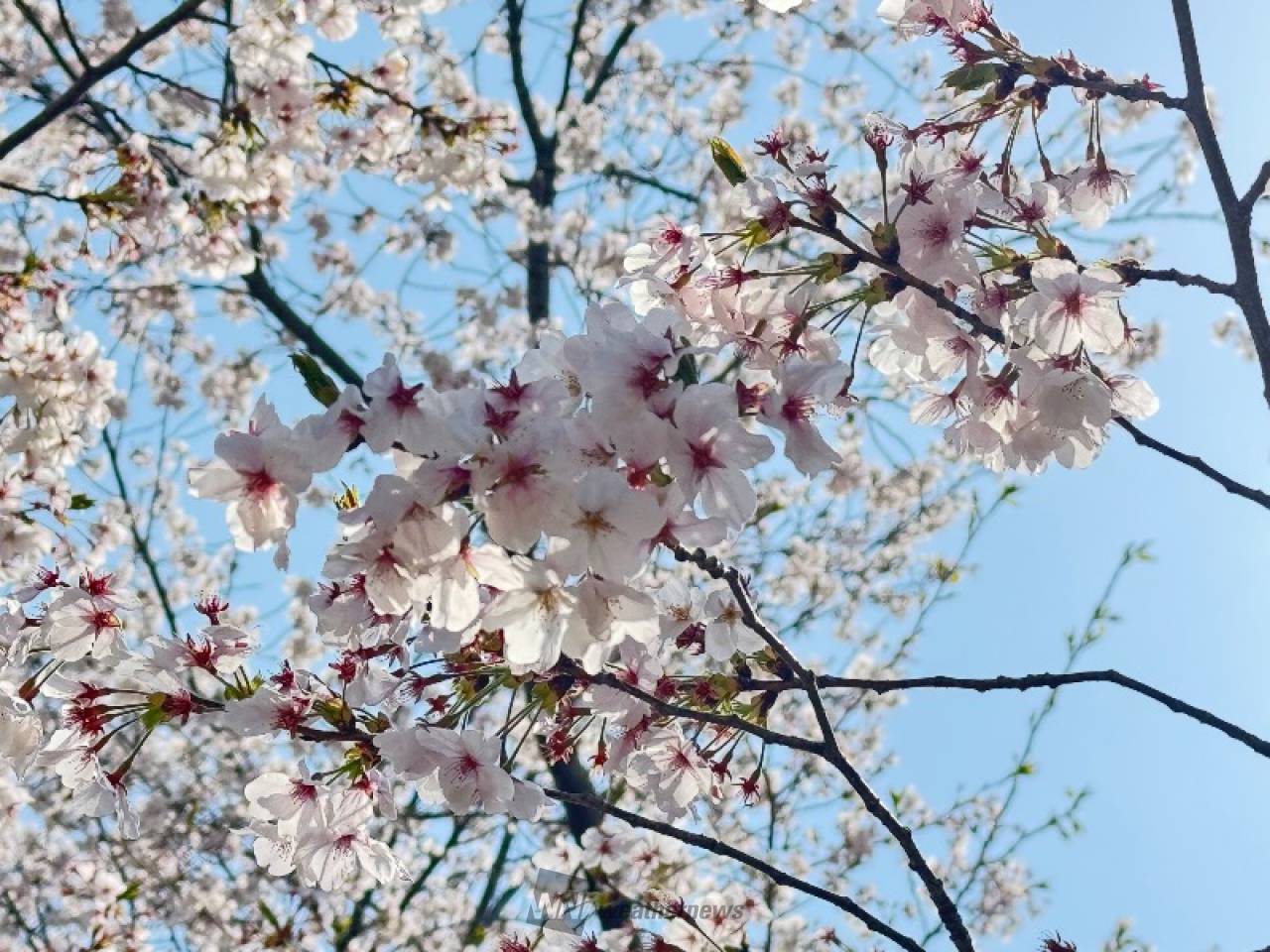 桜満開 桜満開/Sakura in Full Bloom | Mooneyes Express