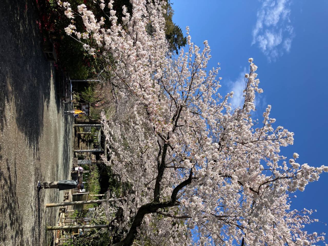 源氏山公園の花見・桜情報【2026】｜ウェザーニュース