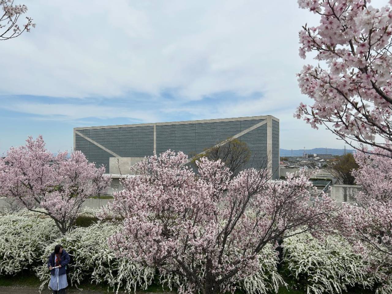 狭山池公園の花見・桜情報【2025】|ウェザーニュース 狭山池公園の花見・桜情報【2025】|ウェザーニュース